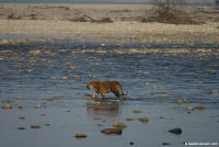 INDIA - Corbett National Park - 2011