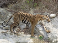 INDIA - Corbett National Park 2016