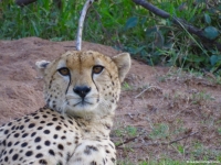 KENYA - Masai Mara 2016