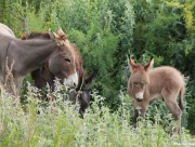 kyrgystan-2012-010