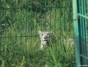 kyrgystan-2012-021