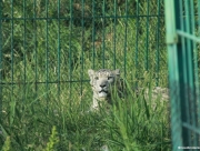 kyrgystan-2012-021