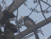 chitwan-national-park-003