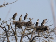 chitwan-national-park-020