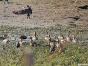 chitwan-national-park-034