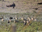 chitwan-national-park-034