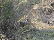 chitwan-national-park-039