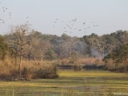 chitwan-national-park-055