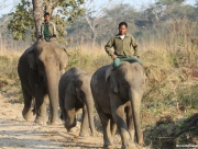 chitwan-national-park-064