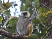 chitwan-national-park-068