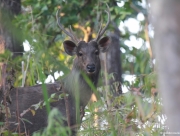 chitwan-national-park-077