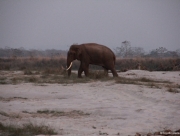 chitwan-national-park-095