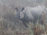 chitwan-national-park-136