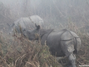 chitwan-national-park-149