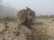 chitwan-national-park-192