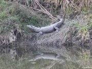 chitwan-national-park-244