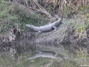 chitwan-national-park-244