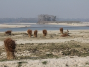 chitwan-national-park-250