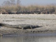 chitwan-national-park-316