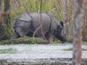 chitwan-national-park-405