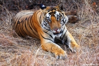 INDIA - Panna Tiger Reserve- 2012