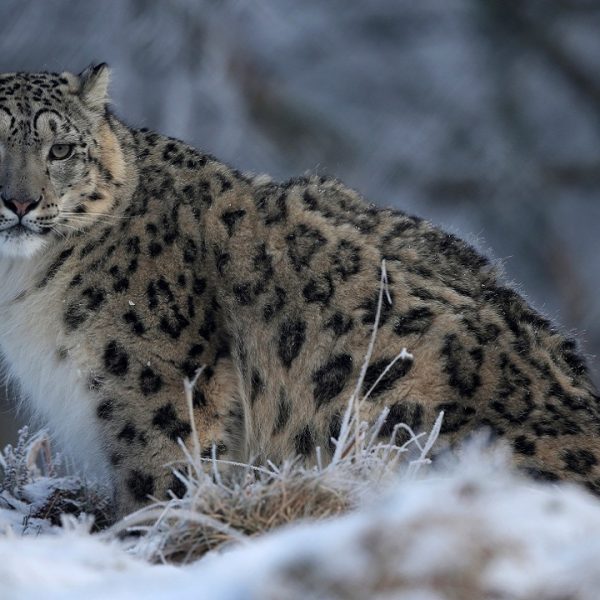 At the GSLEP 2017 summit, a pledge to protect the snow leopard's future, and its habitat