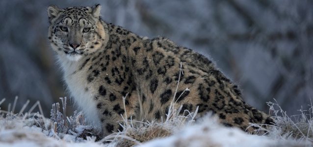 At the GSLEP 2017 summit, a pledge to protect the snow leopard's future, and its habitat