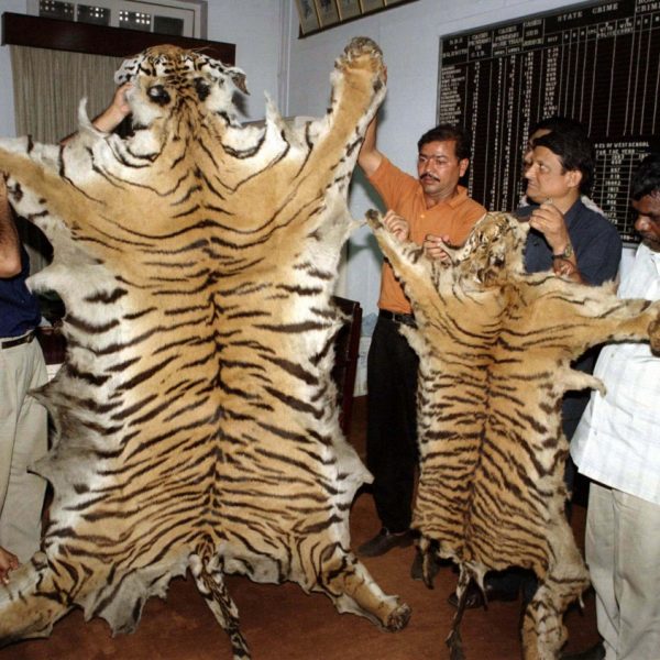 Poachers killed more tigers in 2016 so far than during entire 2015