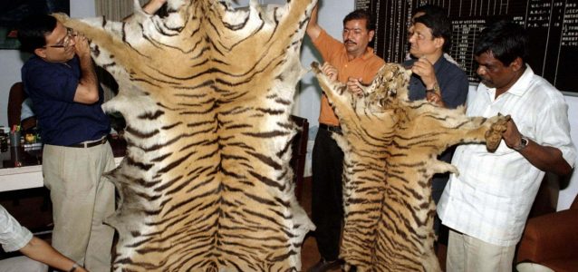 Poachers killed more tigers in 2016 so far than during entire 2015