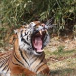 Tech for Tigers: keeping tabs on forest habitat to conserve an iconic cat