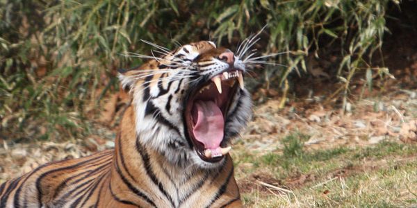 Tech for Tigers: keeping tabs on forest habitat to conserve an iconic cat