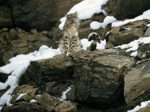 Happy International Snow Leopard Day today 23rd October. Congratulations to all those dedicated people working to give this beautiful and important sp