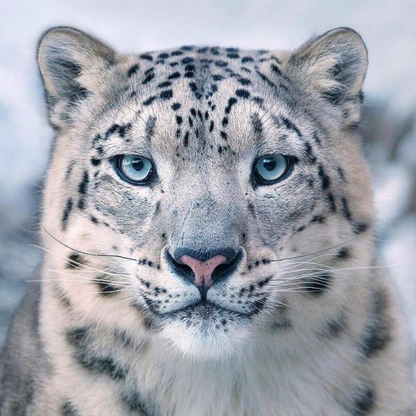 Happy Snow Leopard Day