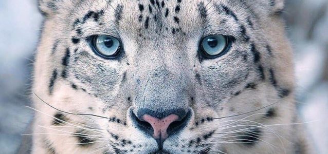 Happy Snow Leopard Day