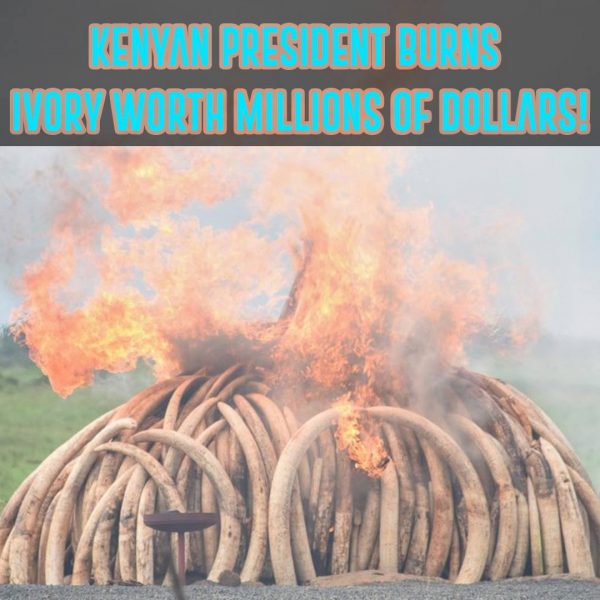 Kenyan president burns ivory worth millions of dollars!