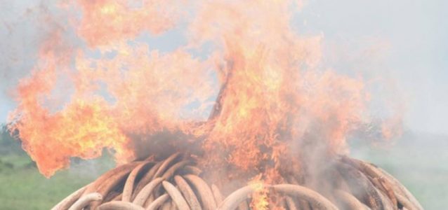 Kenyan president burns ivory worth millions of dollars!