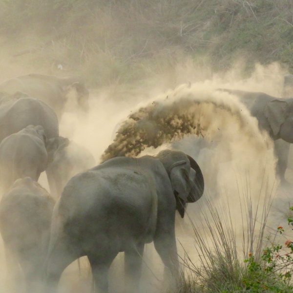 Visit to Corbett National Park, right after the Conference.